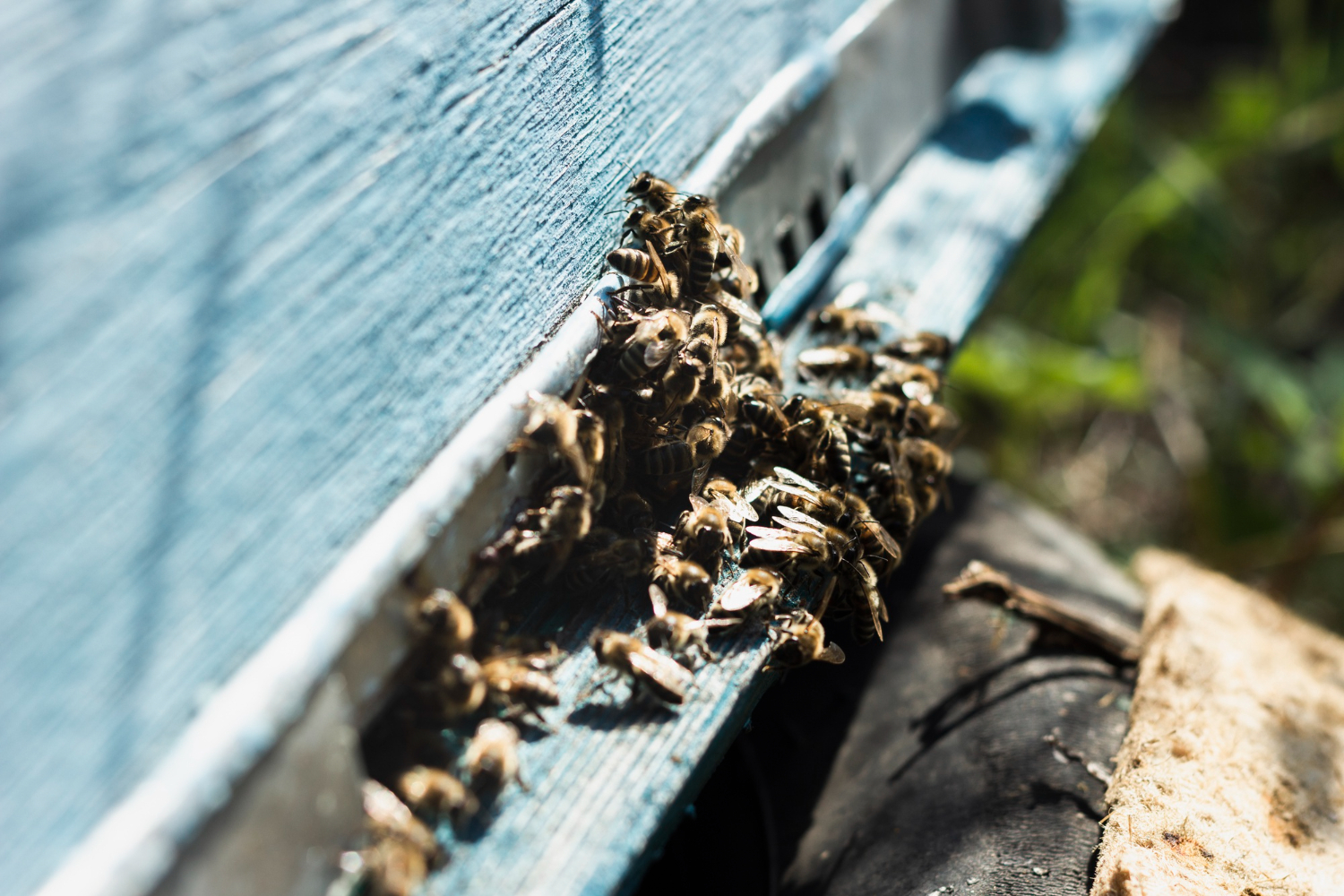 Destructions nids guêpes et frelons à Vic-Fezensac